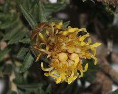 Pteronia elongata
