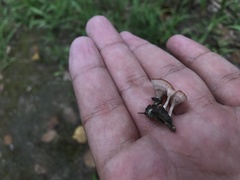 Podoscypha petalodes