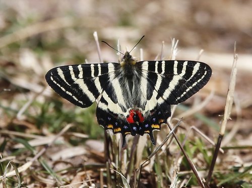 Luehdorfia japonica Leech, 1889