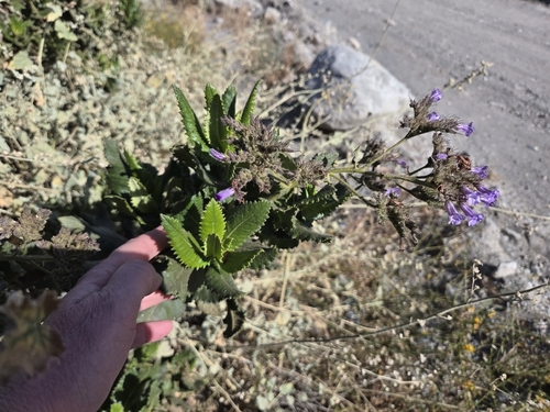 Eriodictyon sessilifolium (Eriodictyon sessilifolium)