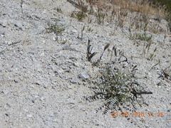 Astragalus tricarinatus