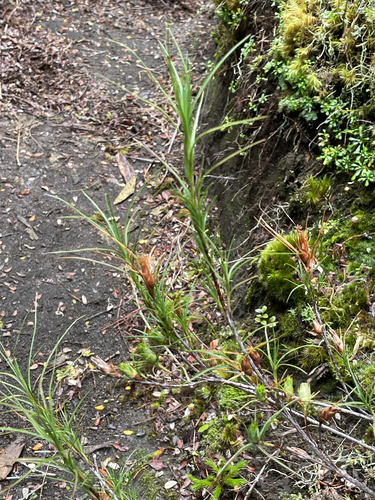 Dracophyllum filifolium observed 2026-04-26