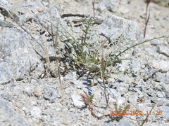 Astragalus tricarinatus
