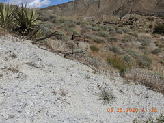 Astragalus tricarinatus