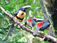 Pteroglossus torquatus