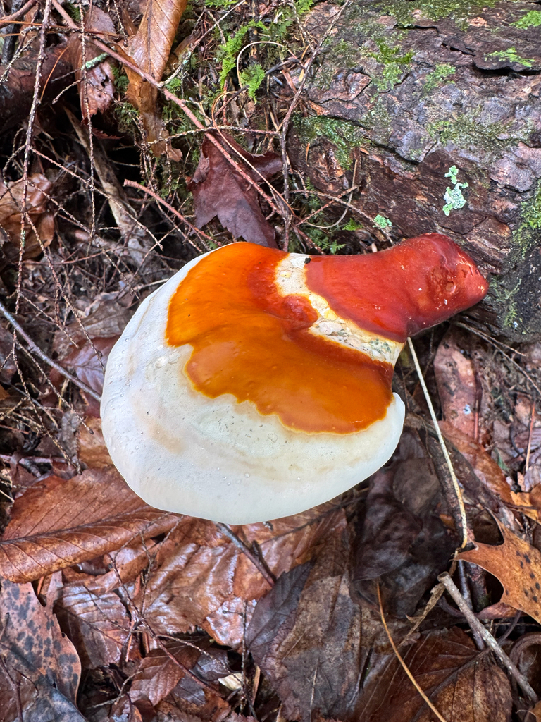 Ganoderma tsugae · April 2026 · photo: © shelbylynsanders (iNaturalist, cc-by)