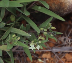 Basananthe sandersonii