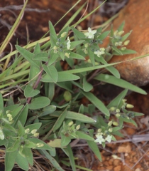 Basananthe sandersonii