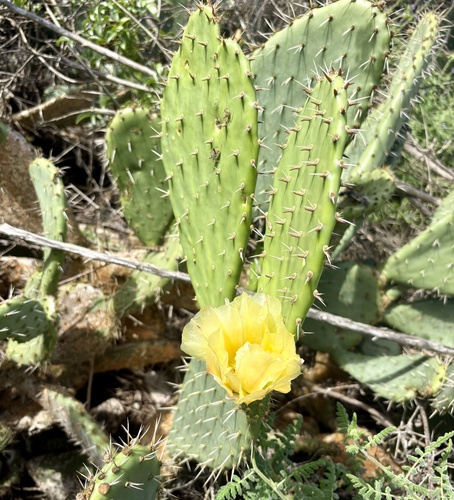 iNaturalist observation photo of Coastal Pricklypear