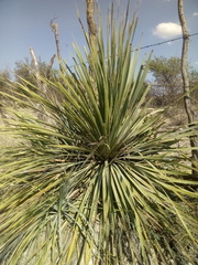 Dasylirion durangense