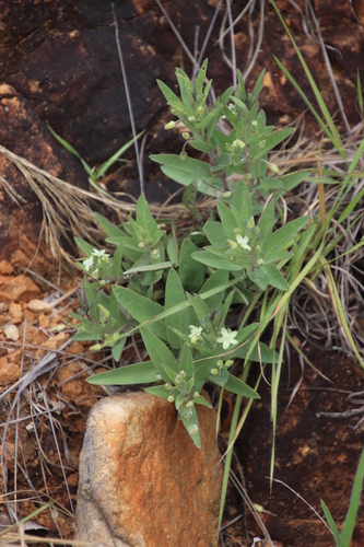 Image of Basananthe sandersonii by (c) Tony Rebelo, some rights reserved (CC BY-SA)
