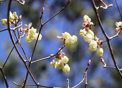 Enkianthus perulatus