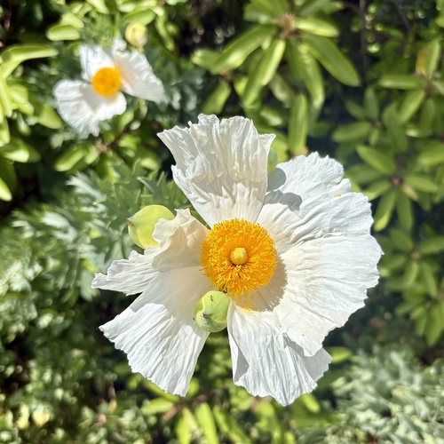 iNaturalist observation photo of Coulter's matilija poppy