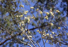 Enkianthus perulatus