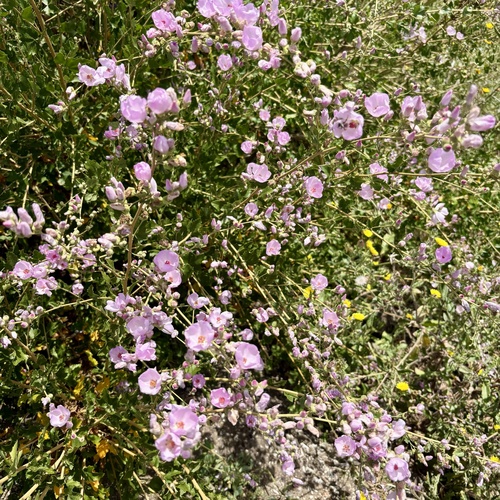 iNaturalist observation photo of southern coastal bushmallow
