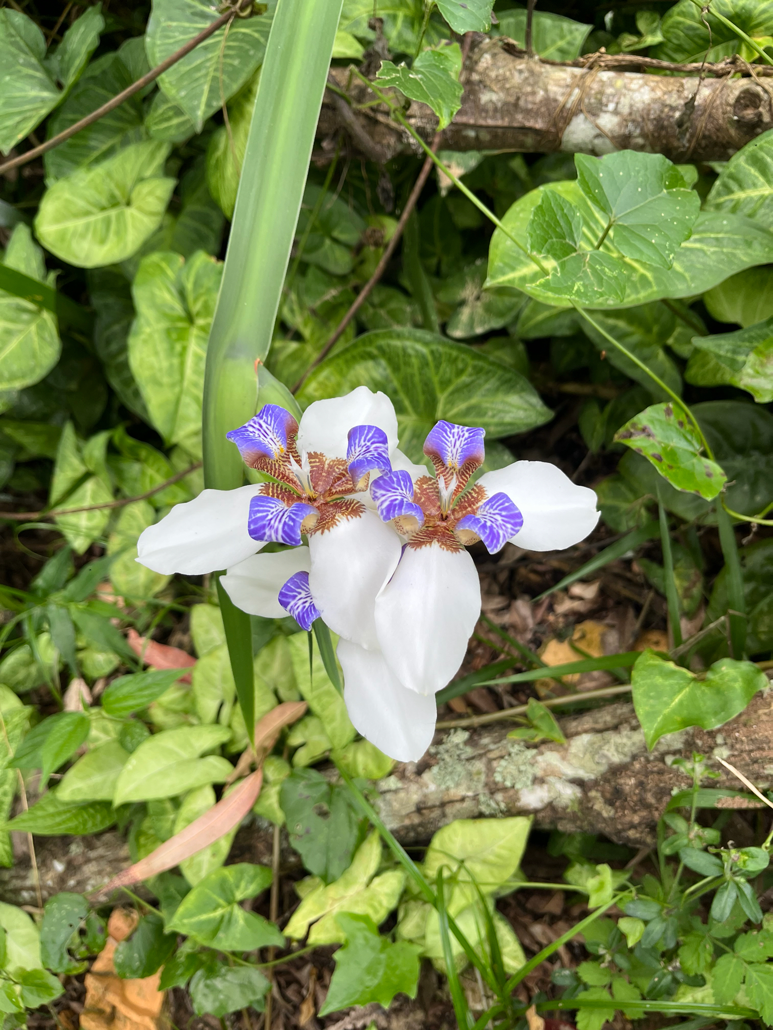 Trimezia candida