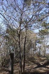 Enkianthus perulatus