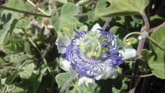 Passiflora arida