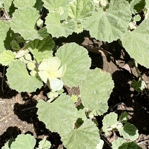 iNaturalist observation photo of alkali mallow