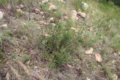 Cryptolepis oblongifolia