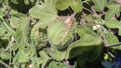 Passiflora arida