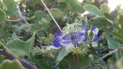 Passiflora arida