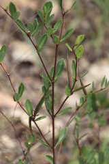 Cryptolepis oblongifolia