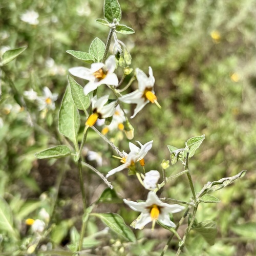iNaturalist observation photo of greenspot nightshade