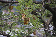 Pterocarpus angolensis