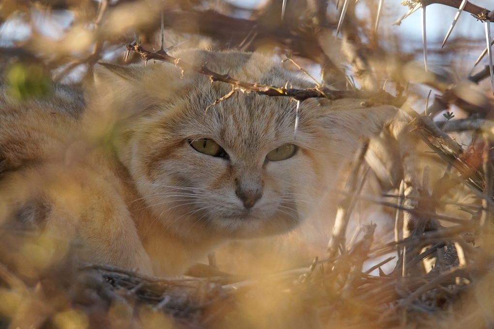 Sand Cat (Felis margarita) · iNaturalist