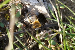 Andrena