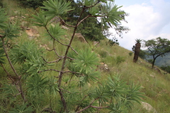 Protea gaguedi