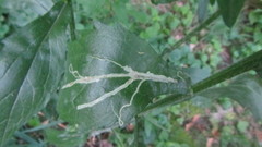 Phytomyza albiceps group