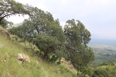 Peltophorum africanum