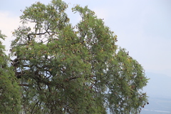 Peltophorum africanum