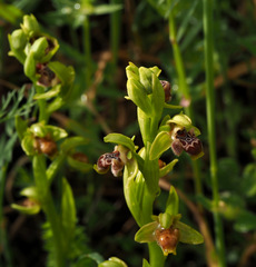 Ophrys umbilicata