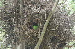 Brotogeris chiriri
