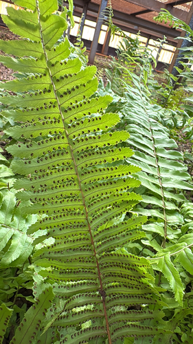 Nephrolepis brownii observed 2026-04-22