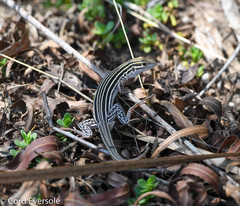 Aspidoscelis laredoensis