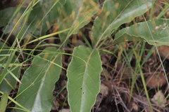 Lannea edulis
