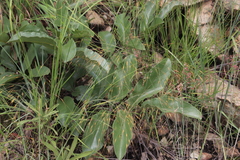 Lannea edulis
