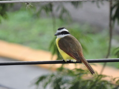 Pitangus sulphuratus