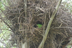 Brotogeris chiriri
