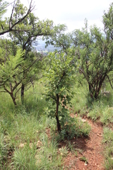 Dombeya rotundifolia