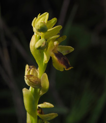 Ophrys lutea galilaea