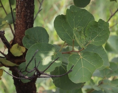 Dombeya rotundifolia