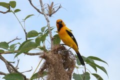 Icterus nigrogularis