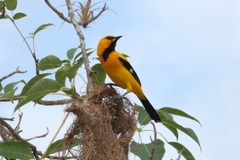 Icterus nigrogularis