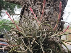 Tillandsia baileyi, photograph (c) johnyochum, some rights reserved (CC BY)