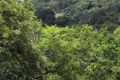Jacaranda mimosifolia